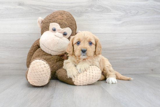 Hypoallergenic Cavoodle Poodle Mix Puppy