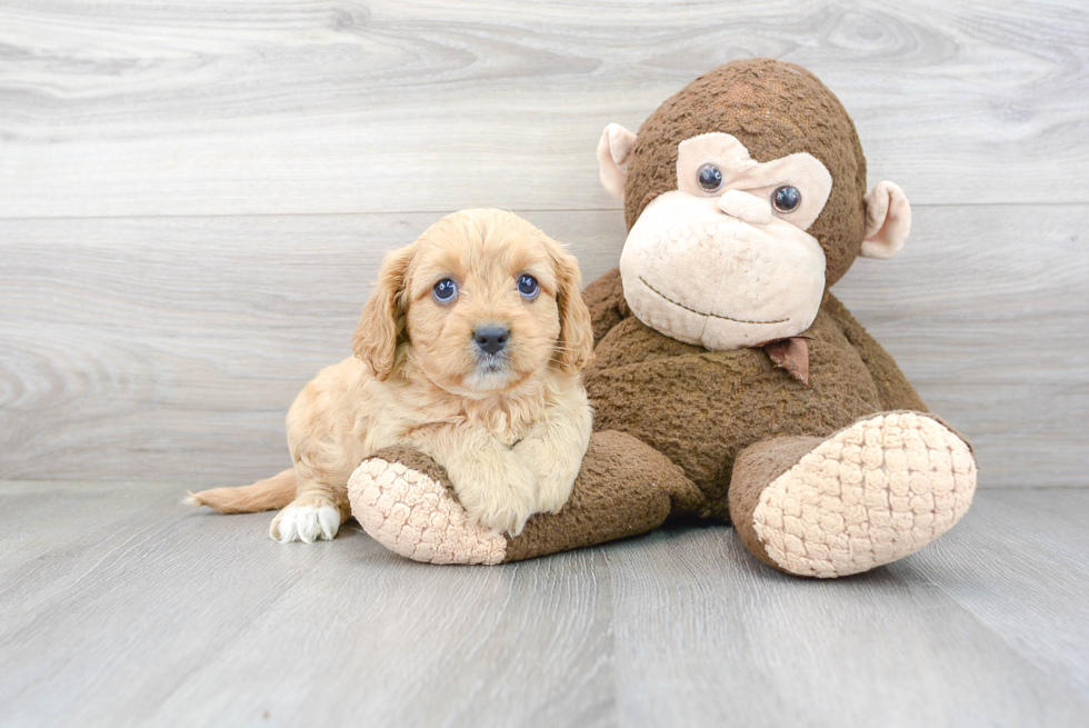 Little Cavoodle Poodle Mix Puppy