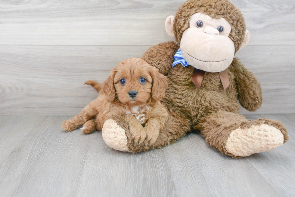 Smart Cavapoo Poodle Mix Pup