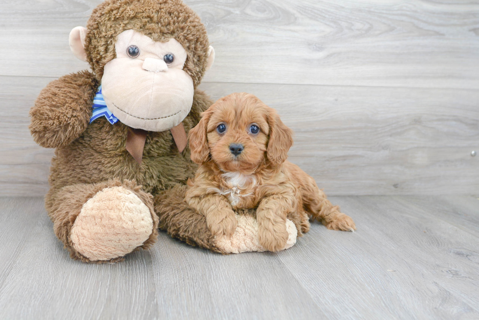 Cavapoo Pup Being Cute