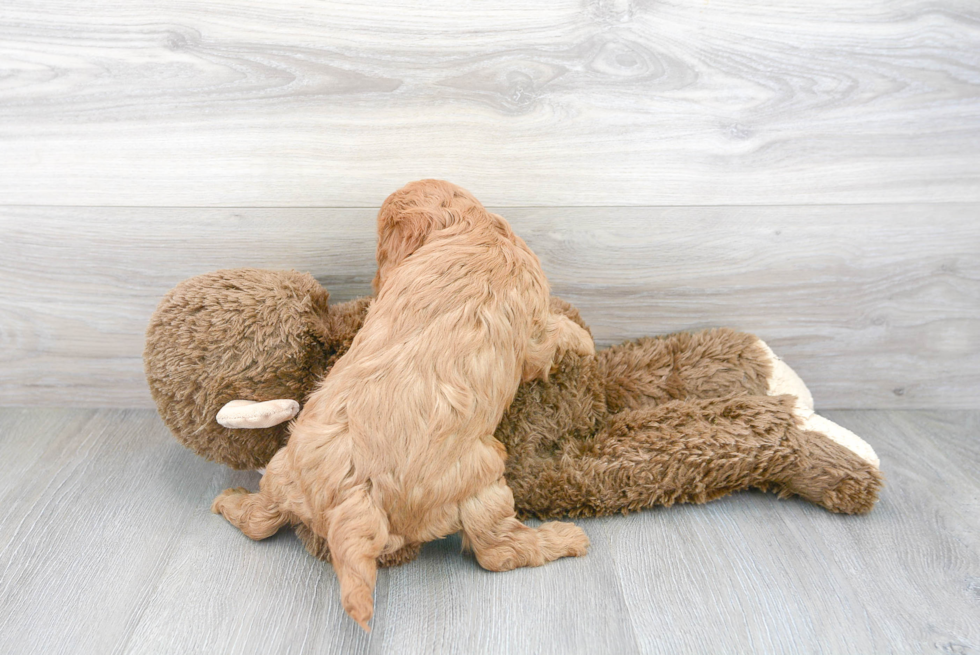 Petite Cavapoo Poodle Mix Pup