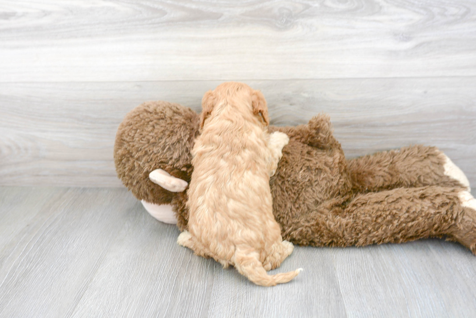 Cavapoo Pup Being Cute