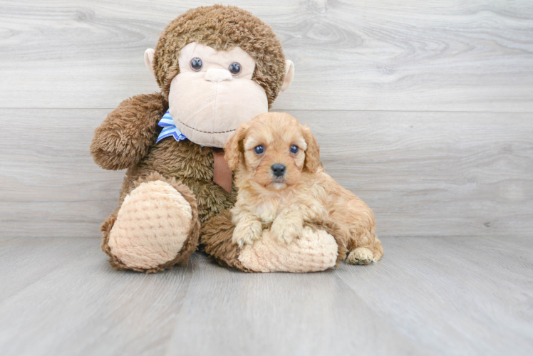 Cavapoo Puppy for Adoption