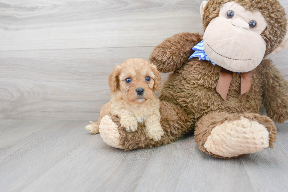 Cavapoo Pup Being Cute