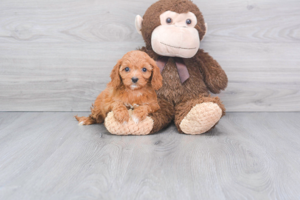 Funny Cavapoo Poodle Mix Pup