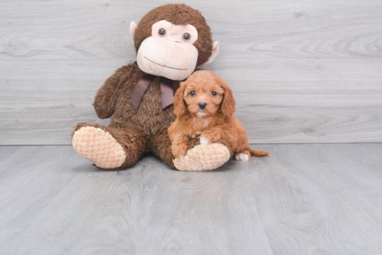 Cavapoo Puppy for Adoption