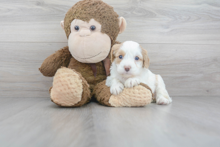 Best Cavapoo Baby