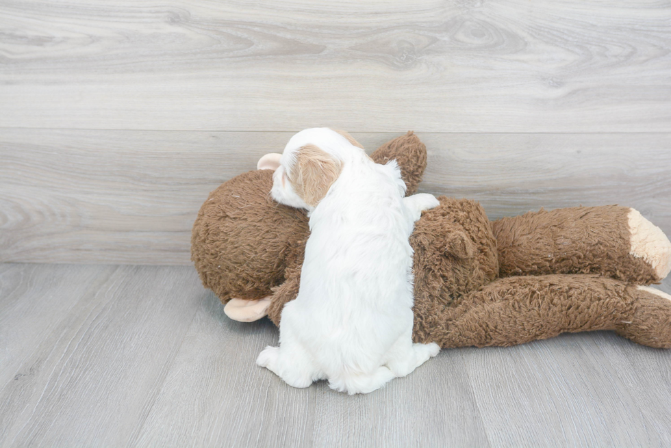 Cute Cavapoo Baby