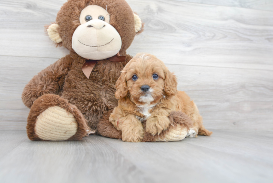 Adorable Cavoodle Poodle Mix Puppy