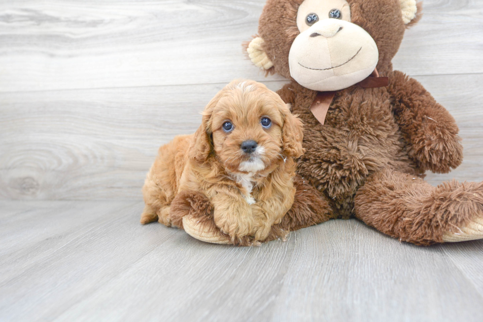 Best Cavapoo Baby