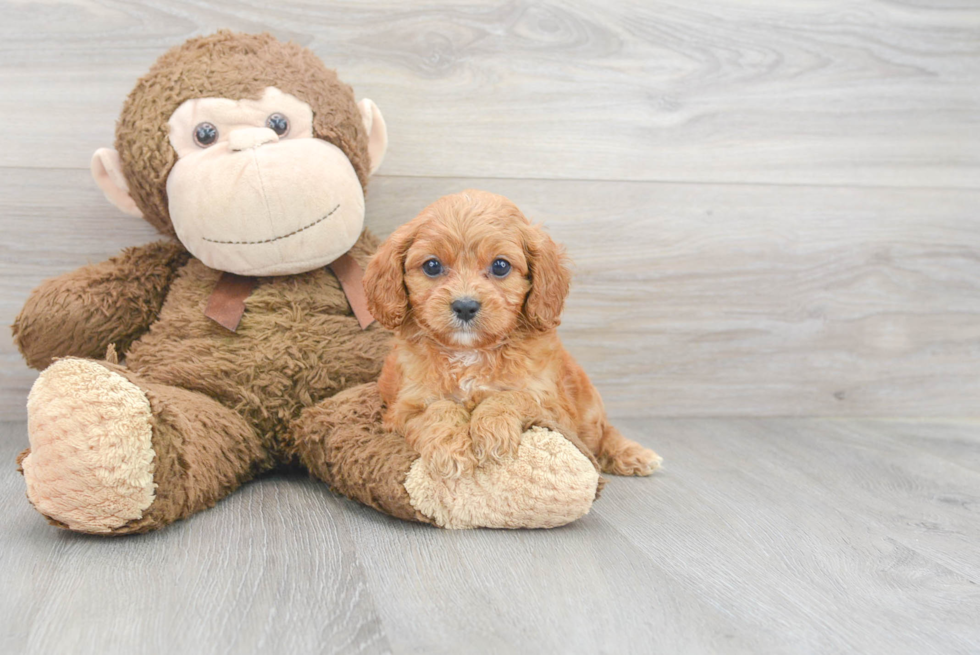 Cavapoo Pup Being Cute