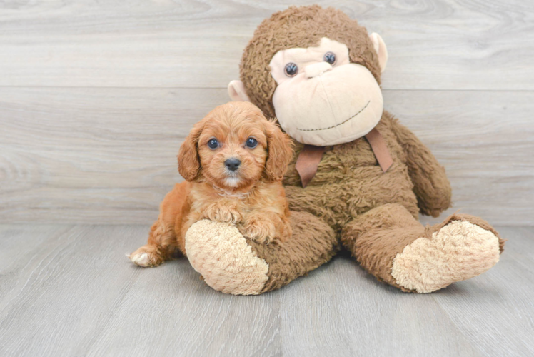 Cavapoo Pup Being Cute