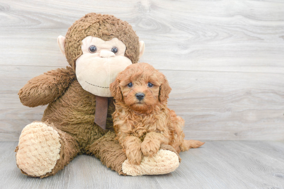 Adorable Cavoodle Poodle Mix Puppy