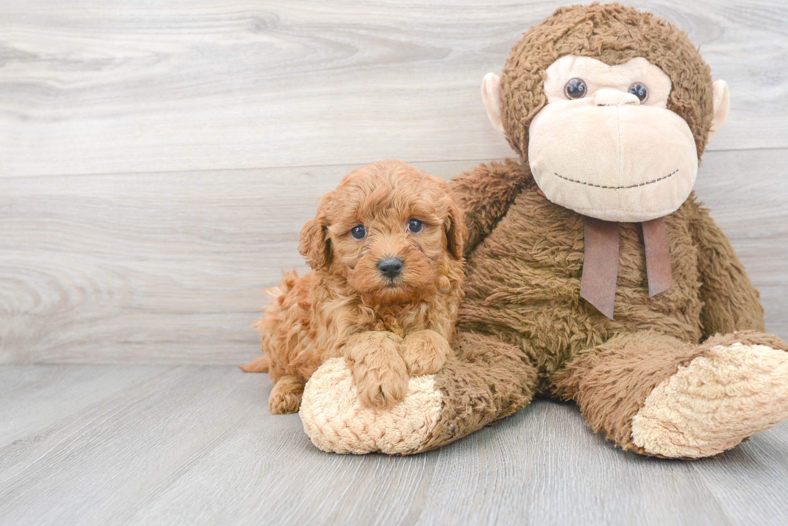 Cavapoo Pup Being Cute