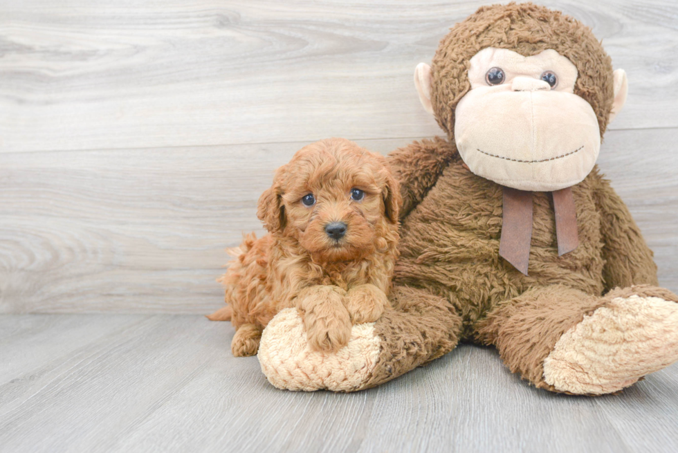 Cavapoo Pup Being Cute