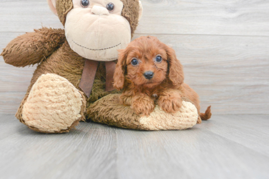 Energetic Cavoodle Poodle Mix Puppy