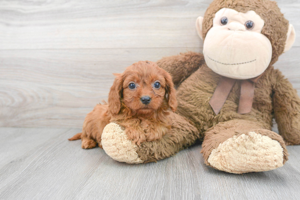 Cavapoo Puppy for Adoption