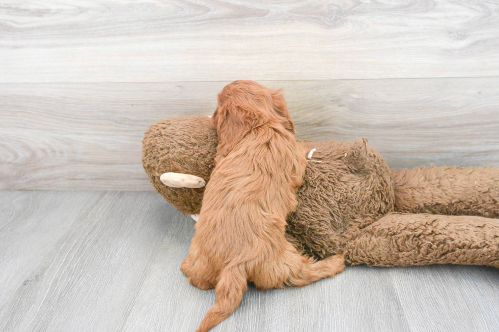 Playful Cavoodle Poodle Mix Puppy