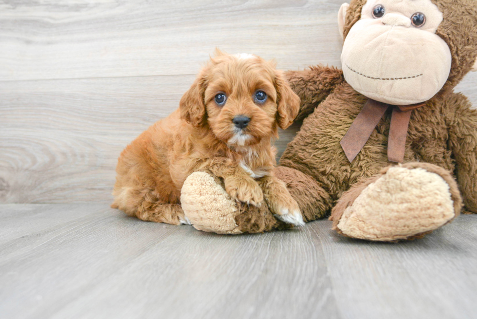 Smart Cavapoo Poodle Mix Pup