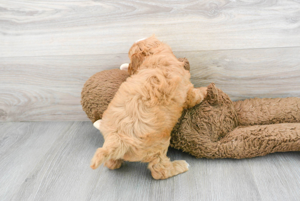 Playful Cavoodle Poodle Mix Puppy