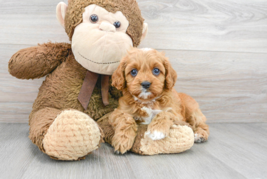 Cavapoo Puppy for Adoption