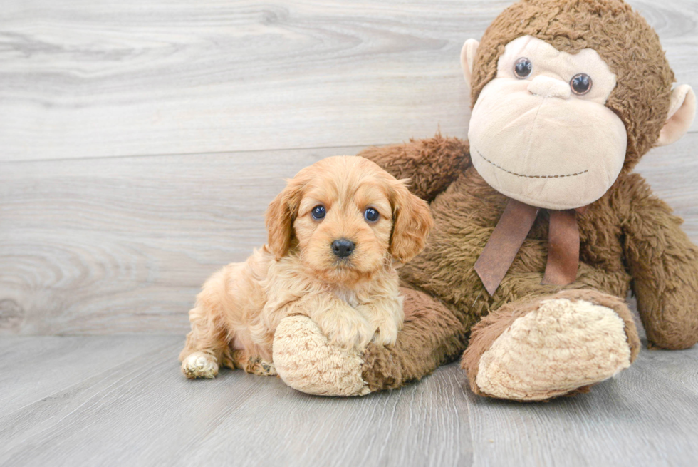 Small Cavapoo Baby