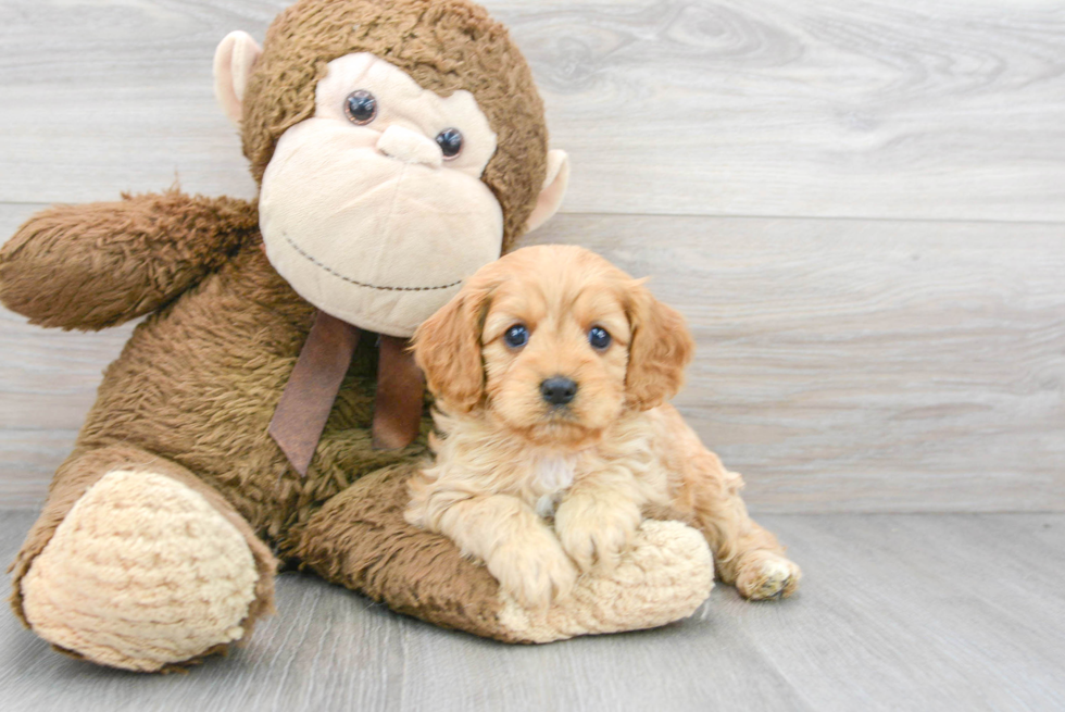 Cavapoo Puppy for Adoption