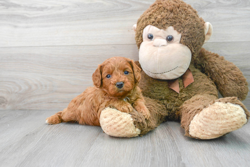 Cavapoo Pup Being Cute