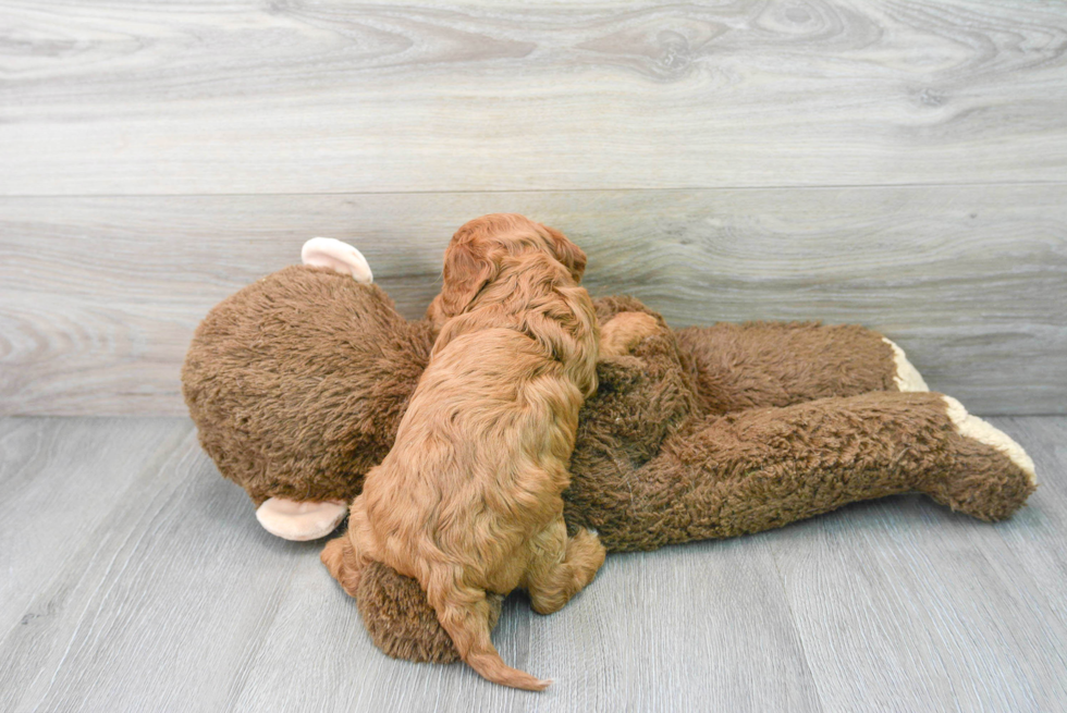 Popular Cavapoo Poodle Mix Pup