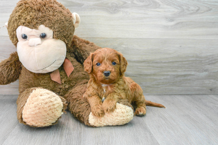 Best Cavapoo Baby