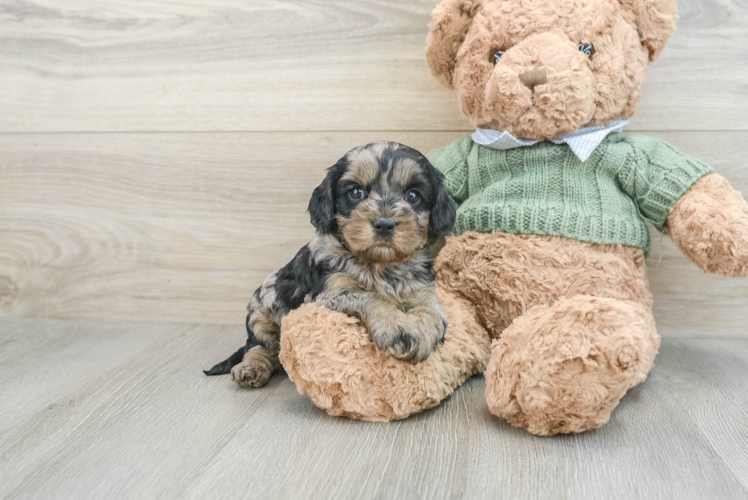 Best Cavapoo Baby