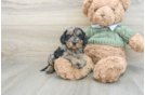 Best Cavapoo Baby