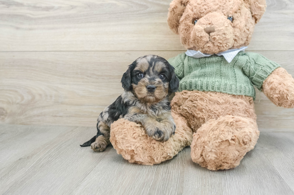 6 week old Cavapoo Puppy For Sale - Premier Pups