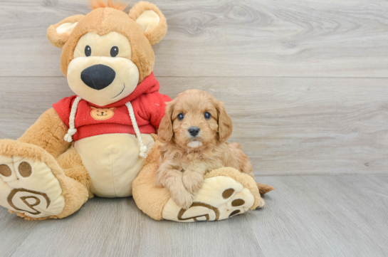 Energetic Cavoodle Poodle Mix Puppy