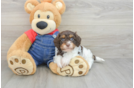 Sweet Cavapoo Baby