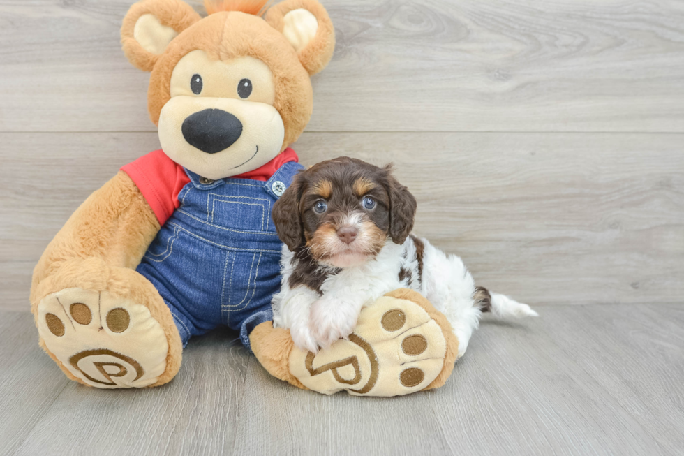 Sweet Cavapoo Baby