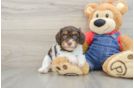Happy Cavapoo Baby