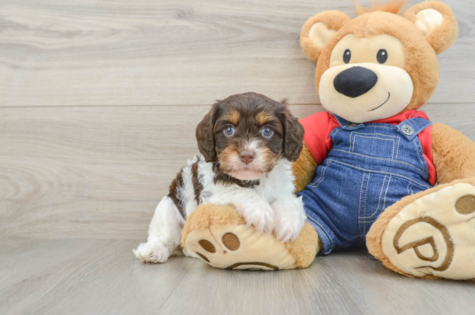 5 week old Cavapoo Puppy For Sale - Premier Pups