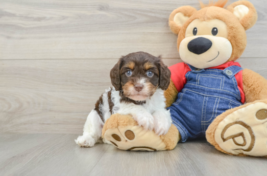 Happy Cavapoo Baby