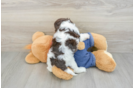 Cavapoo Pup Being Cute