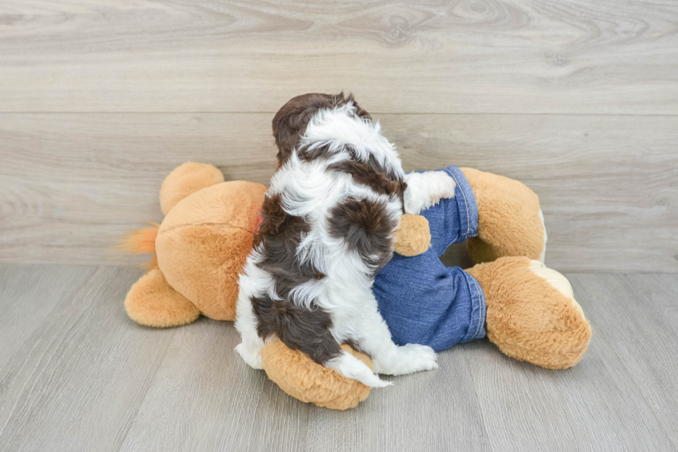 Cavapoo Pup Being Cute