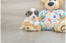 Energetic Cavoodle Poodle Mix Puppy
