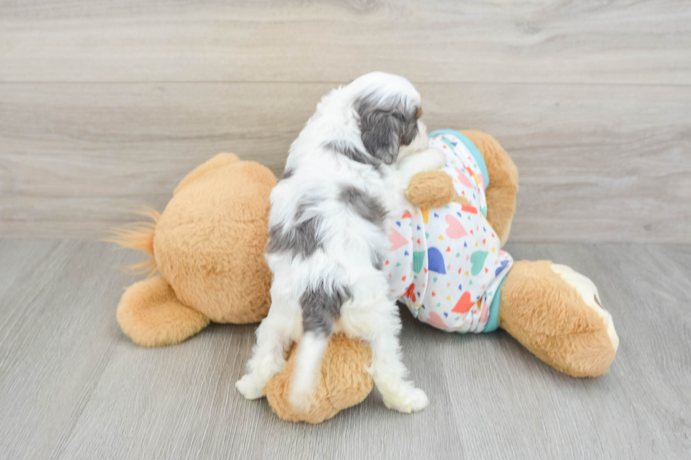 Adorable Cavalier King Charles Spaniel and Poodle Mix Poodle Mix Puppy