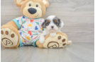 Best Cavapoo Baby