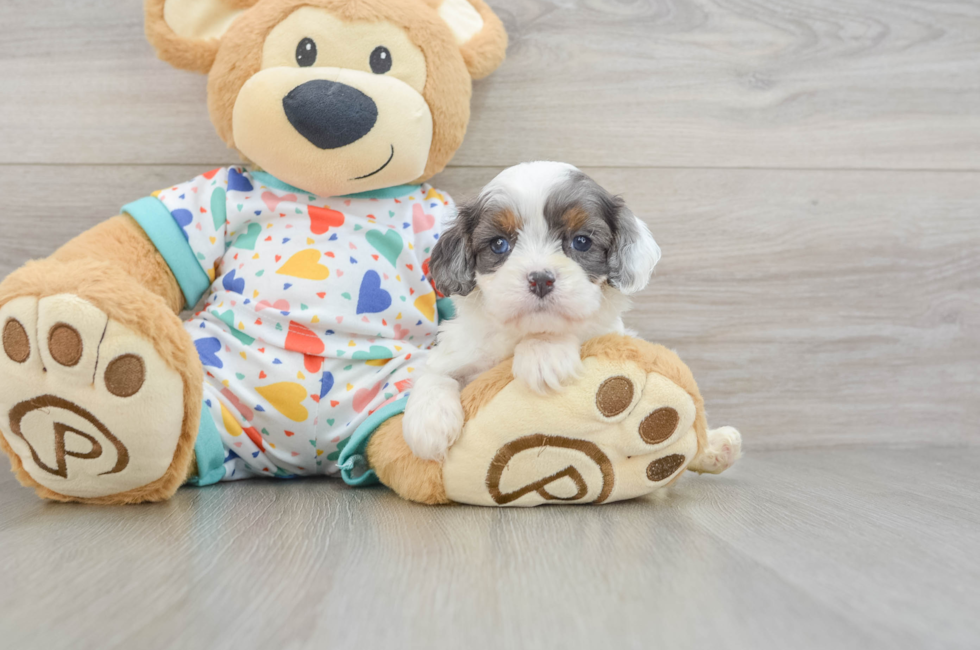 6 week old Cavapoo Puppy For Sale - Premier Pups