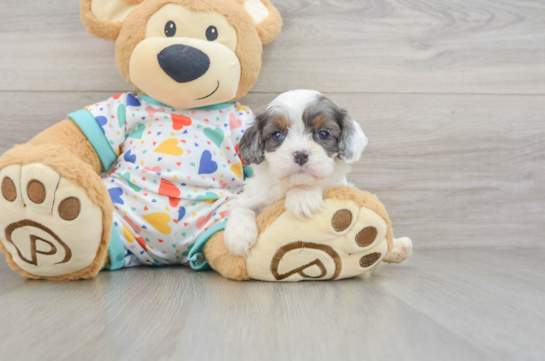 Best Cavapoo Baby