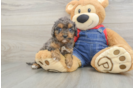 Friendly Cavapoo Baby