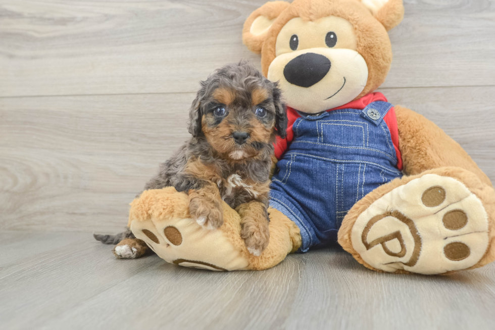 Friendly Cavapoo Baby