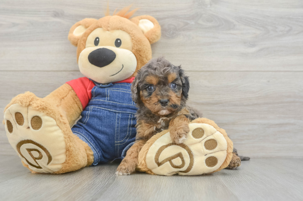 6 week old Cavapoo Puppy For Sale - Premier Pups