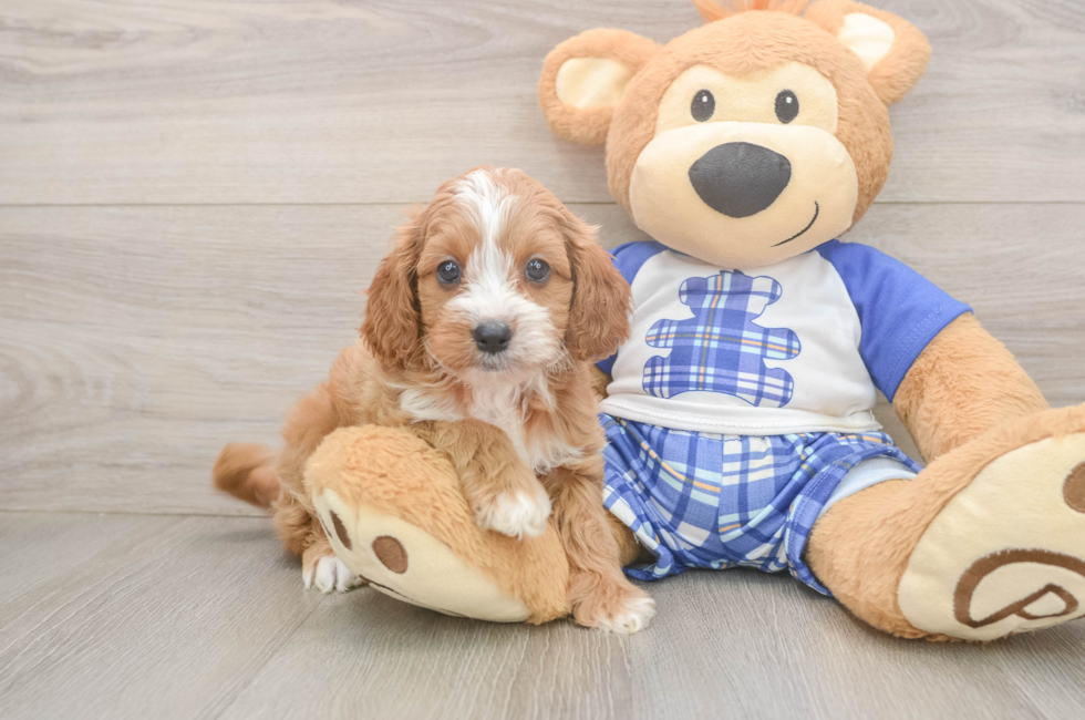5 week old Cavapoo Puppy For Sale - Premier Pups